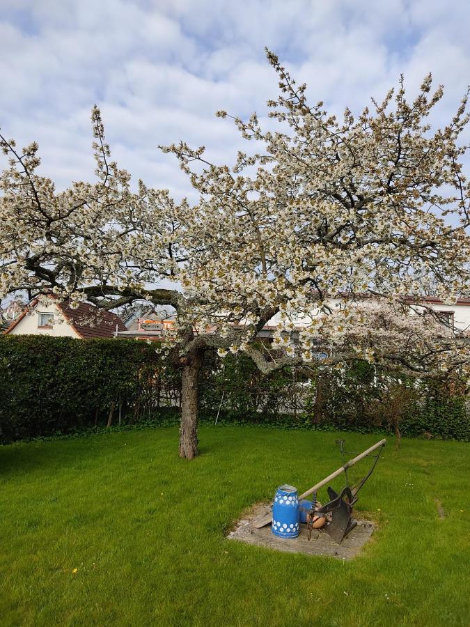 Ferienwohnung Ostseestrandlaeufer 2 Zingst Exteriör bild